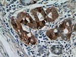 CHIA Antibody in Immunohistochemistry (Paraffin) (IHC (P))