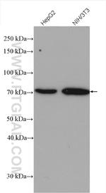 VANGL2 Antibody in Western Blot (WB)