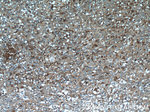 TXNDC16 Antibody in Immunohistochemistry (Paraffin) (IHC (P))