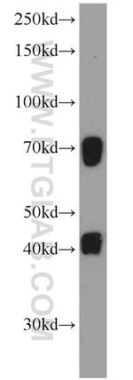 C19orf44 Antibody in Western Blot (WB)