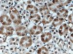 C1orf106 Antibody in Immunohistochemistry (Paraffin) (IHC (P))