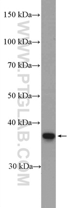 POU4F3 Antibody in Western Blot (WB)