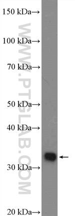 POU4F3 Antibody in Western Blot (WB)