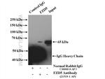 FZD5 Antibody in Immunoprecipitation (IP)