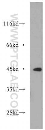 EXOG Antibody in Western Blot (WB)