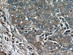 CCT4 Antibody in Immunohistochemistry (Paraffin) (IHC (P))