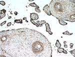 L1TD1 Antibody in Immunohistochemistry (Paraffin) (IHC (P))