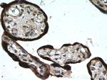 L1TD1 Antibody in Immunohistochemistry (Paraffin) (IHC (P))