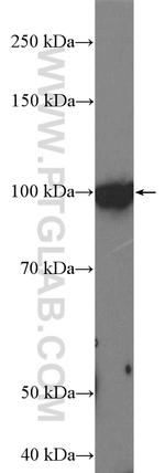 L1TD1 Antibody in Western Blot (WB)