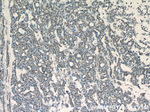 GABPA Antibody in Immunohistochemistry (Paraffin) (IHC (P))