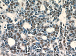 GABPA Antibody in Immunohistochemistry (Paraffin) (IHC (P))