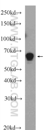 GABPA Antibody in Western Blot (WB)