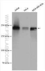 ZEB1 Antibody in Western Blot (WB)