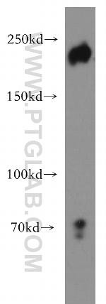 ZEB1 Antibody in Western Blot (WB)