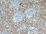 NRBP2 Antibody in Immunohistochemistry (Paraffin) (IHC (P))