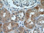 NRBP2 Antibody in Immunohistochemistry (Paraffin) (IHC (P))