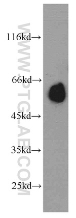 NRBP2 Antibody in Western Blot (WB)