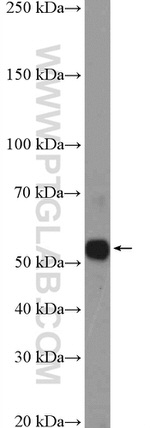 NRBP2 Antibody in Western Blot (WB)