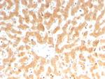 Coagulation Factor VII/F7 Antibody in Immunohistochemistry (Paraffin) (IHC (P))