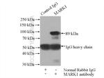 MARK1 Antibody in Immunoprecipitation (IP)