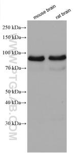 MARK1 Antibody in Western Blot (WB)