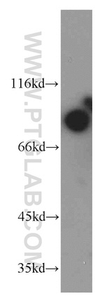 MARK1 Antibody in Western Blot (WB)