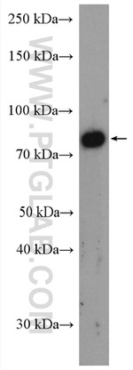 MARK1 Antibody in Western Blot (WB)