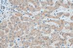 CYP26B1 Antibody in Immunohistochemistry (Paraffin) (IHC (P))