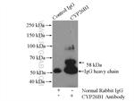 CYP26B1 Antibody in Immunoprecipitation (IP)