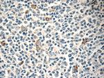 TOAG1 Antibody in Immunohistochemistry (Paraffin) (IHC (P))