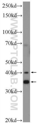 TOAG1 Antibody in Western Blot (WB)