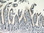 NAGS Antibody in Immunohistochemistry (Paraffin) (IHC (P))