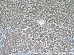 NAGS Antibody in Immunohistochemistry (Paraffin) (IHC (P))