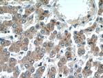 NAGS Antibody in Immunohistochemistry (Paraffin) (IHC (P))