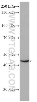 LHX5 Antibody in Western Blot (WB)