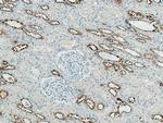 ATP6V0A4 Antibody in Immunohistochemistry (Paraffin) (IHC (P))