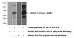 JMJD4 Antibody in Western Blot (WB)