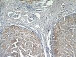 MOGAT1 Antibody in Immunohistochemistry (Paraffin) (IHC (P))