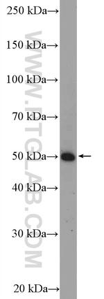 TNFR1 Antibody in Western Blot (WB)