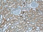 VMO1 Antibody in Immunohistochemistry (Paraffin) (IHC (P))