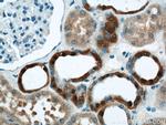 VMO1 Antibody in Immunohistochemistry (Paraffin) (IHC (P))