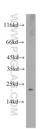 VMO1 Antibody in Western Blot (WB)