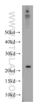 VMO1 Antibody in Western Blot (WB)