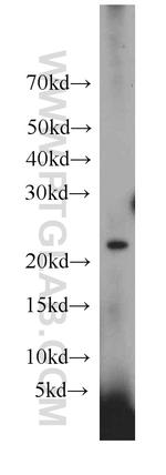 VMO1 Antibody in Western Blot (WB)