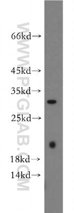 INMT Antibody in Western Blot (WB)