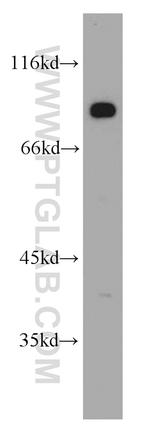 DLL4 Antibody in Western Blot (WB)