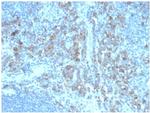 ALDH1A1 (Aldehyde Dehydrogenase 1A1) Antibody in Immunohistochemistry (Paraffin) (IHC (P))