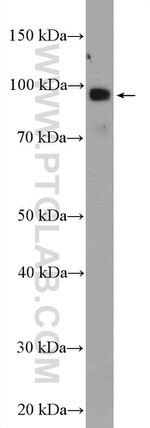 TTC7A Antibody in Western Blot (WB)