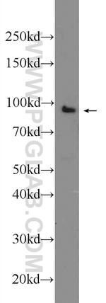 TTC7A Antibody in Western Blot (WB)