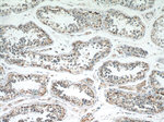 MRPL28 Antibody in Immunohistochemistry (Paraffin) (IHC (P))